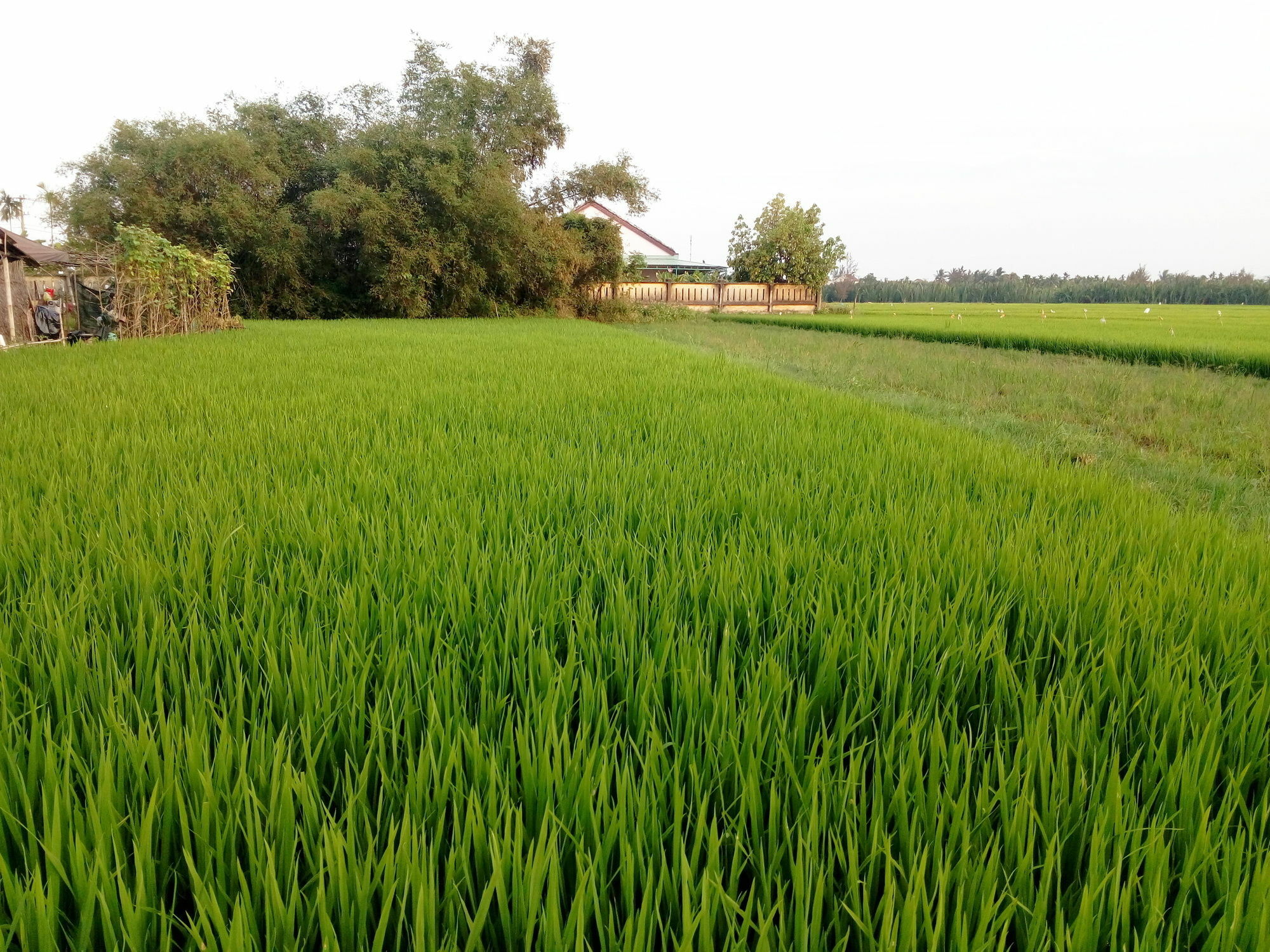 The Field Homestay Hoi An Exterior foto